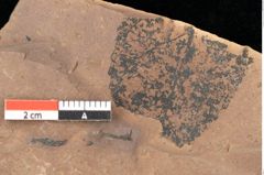 Foto (Detailsansicht) von Fagus feroniae Unger (NHMW-GEO-2024-0188-0988)